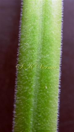  Petiole